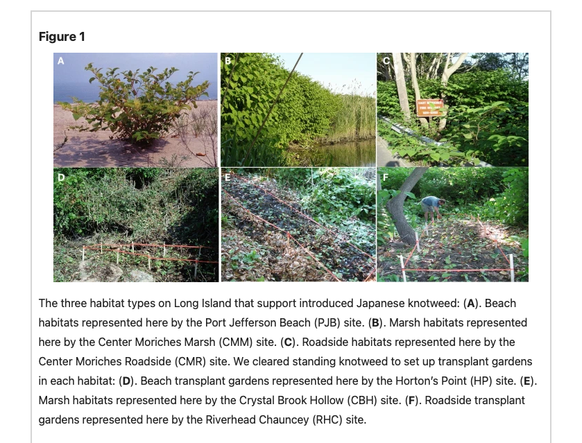 WorldofWeeds's tweet photo. How does phenotypic variation in #Japaneseknotweed influence invasion in novel habitats? 🤔

https://t.co/JnqLZ7KoTE

#WSSA #weedscience #invasiveplants #weedmanagement #invasionecology https://t.co/PuK5n5ekQ6