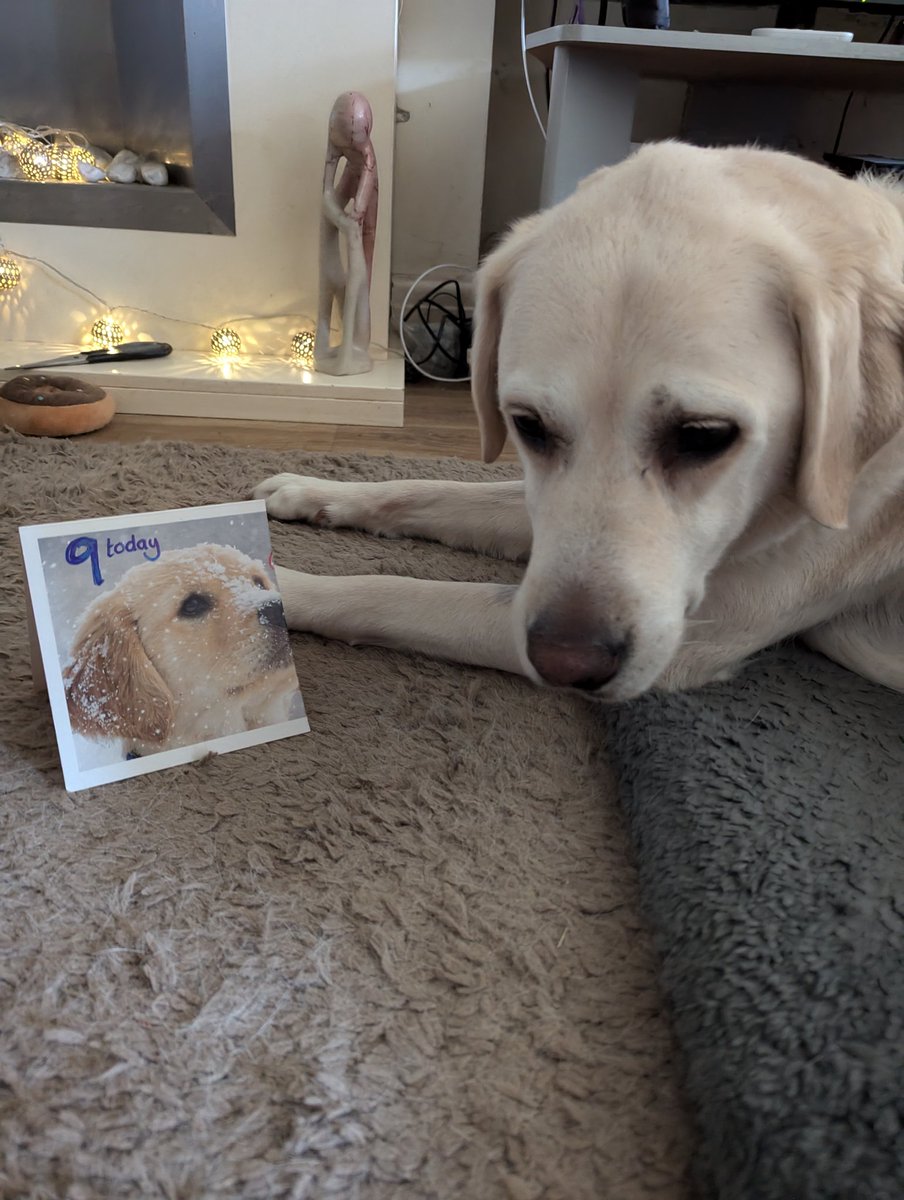 Retired 🦮 Uri (RIP RGD Arnie) tweet media