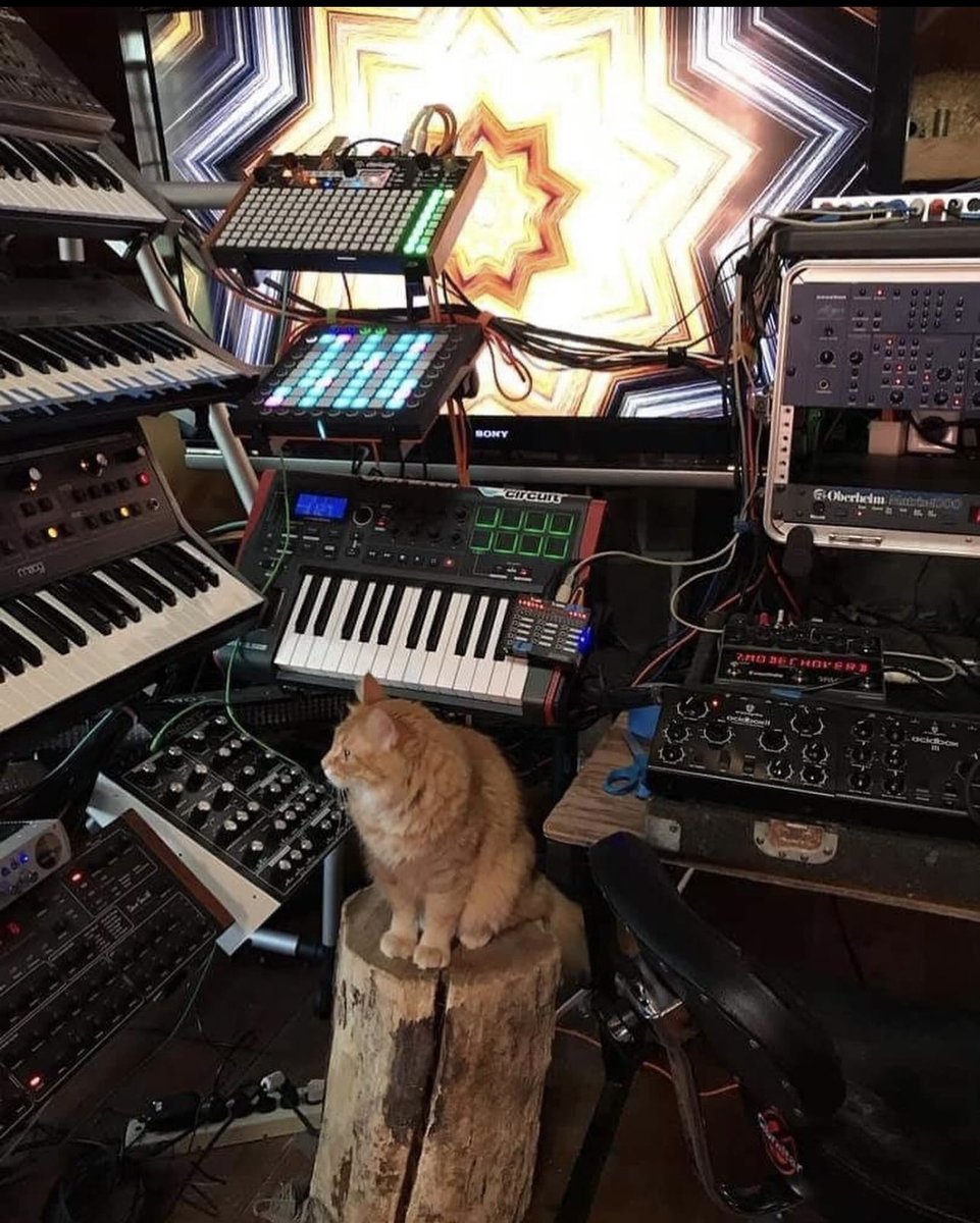 court 👽 tweet media