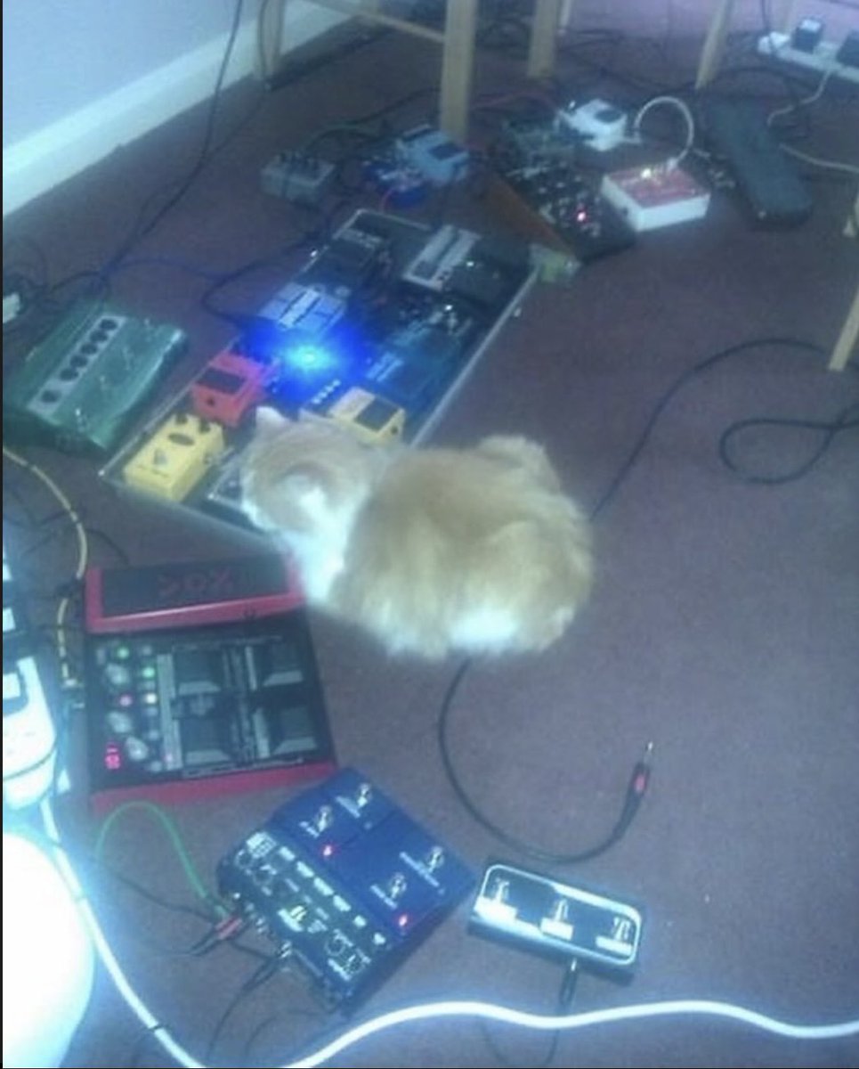 court 👽 tweet media