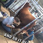 Photo by Kersten Cattle Co (@KerstenCattle)