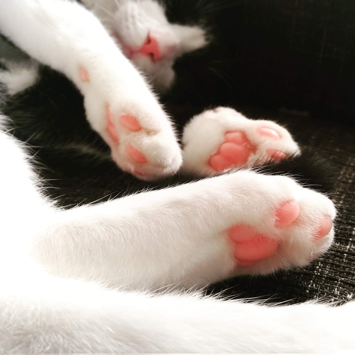 CHIIkun_cat's tweet photo. 肉球カワイイ https://t.co/EWTSEfRUgJ