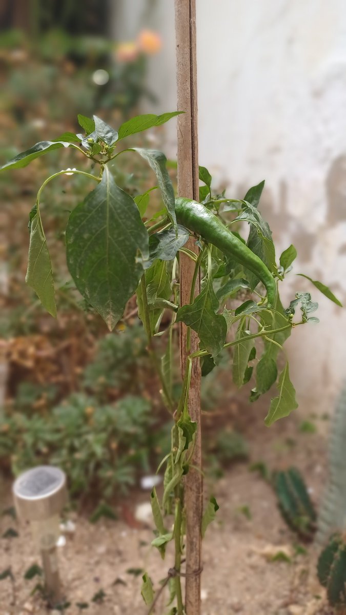 Fruits d'#estiu #collitapròpia #DOEmpordà