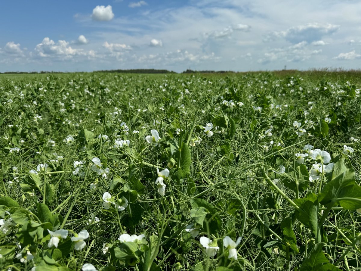 Pitura Seed Service tweet media