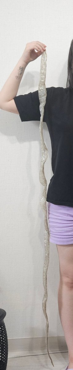 춘장이 길이 150돌파... (주인장키 158)