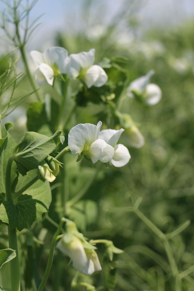 It's a sea of flowers in our PS Boost Field.  This early maturing yellow pea with a hardy seed coat will be commercially available to growers this fall.
#ProteinPerformancePotential #YellowPea