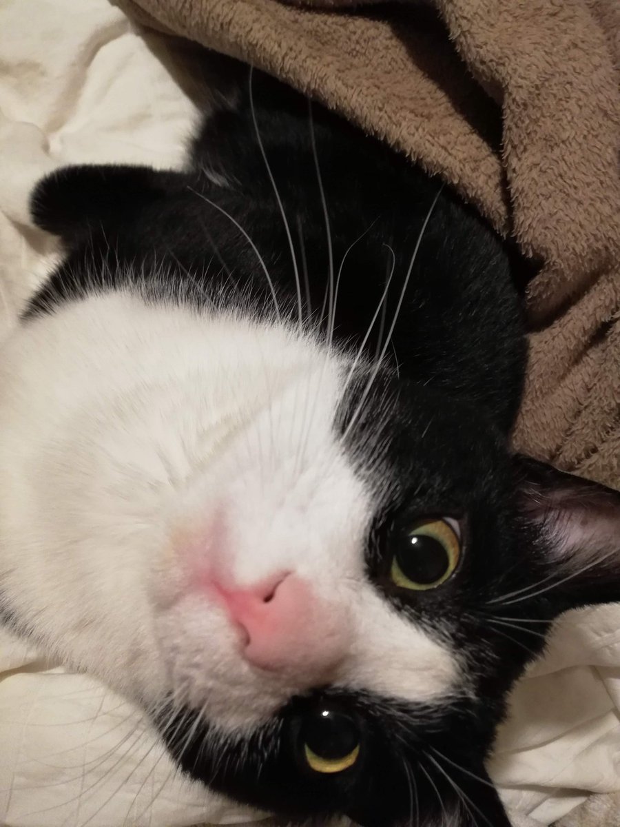 CHIIkun_cat's tweet photo. 上目づかい https://t.co/E4rxISuxqo