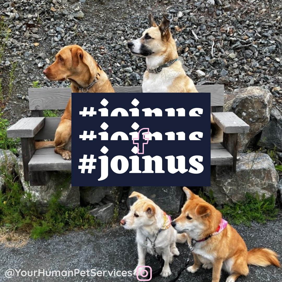 🌟 Calling all dog lovers! 🐾 Join the pack today and experience wagging tails and happy trails. 🌳🐶 Don't miss out on the fun at wix.to/JlJHb6Q 📅 Activities available 5 days a week. Retweet if your pup would be thrilled! #DogWalker #VictoriaBC