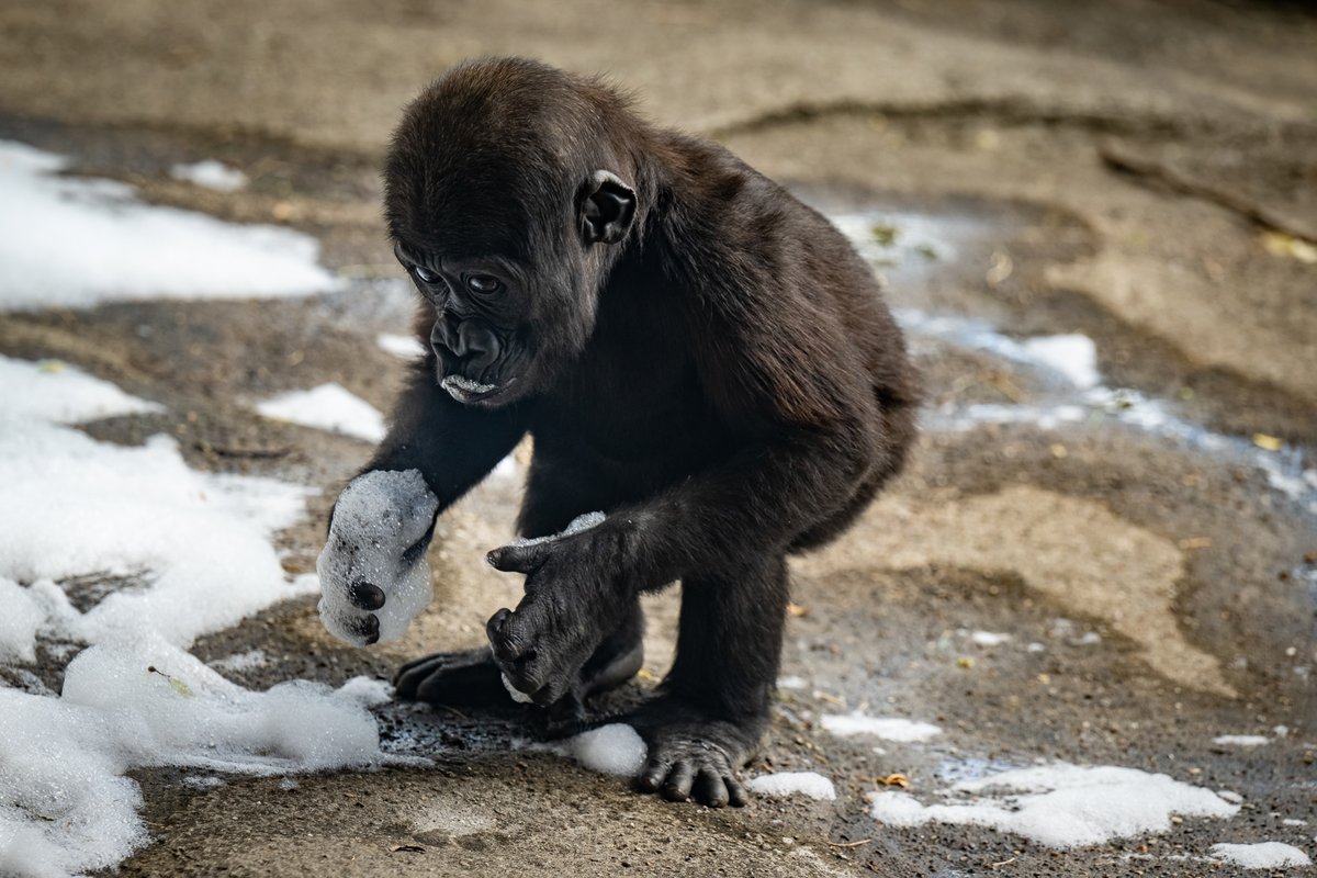 PghZoo's tweet photo. Our gorillas bubbled with excitement this week as they cooled off with a foam party. Bo particularly enjoyed his special "soap-prise" of baby-safe bubble bath! https://t.co/oqK3T7EJMQ