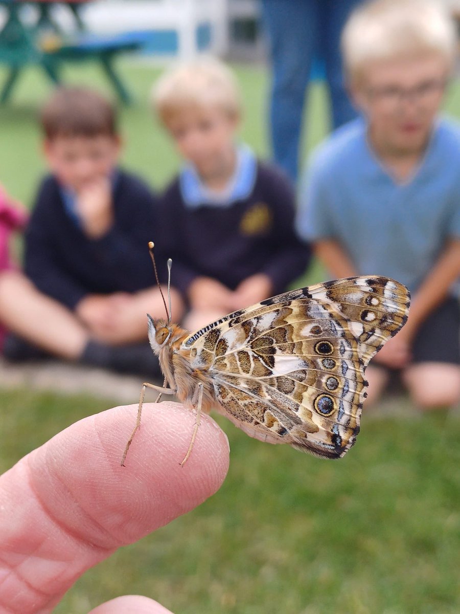 HTLBschool's tweet photo. The butterflies in Puffins class have finally hatched 👐 https://t.co/Lyy4IZF976