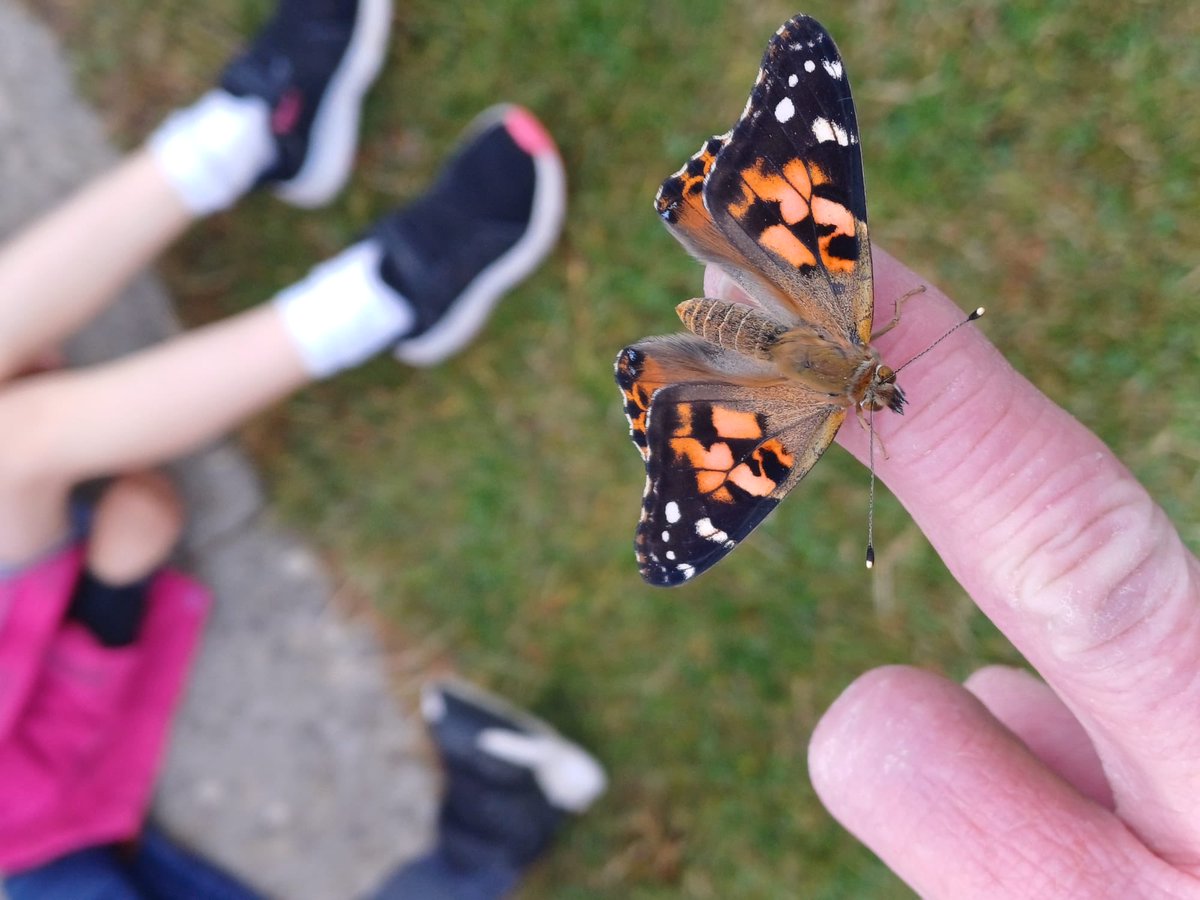 HTLBschool's tweet photo. The butterflies in Puffins class have finally hatched 👐 https://t.co/Lyy4IZF976