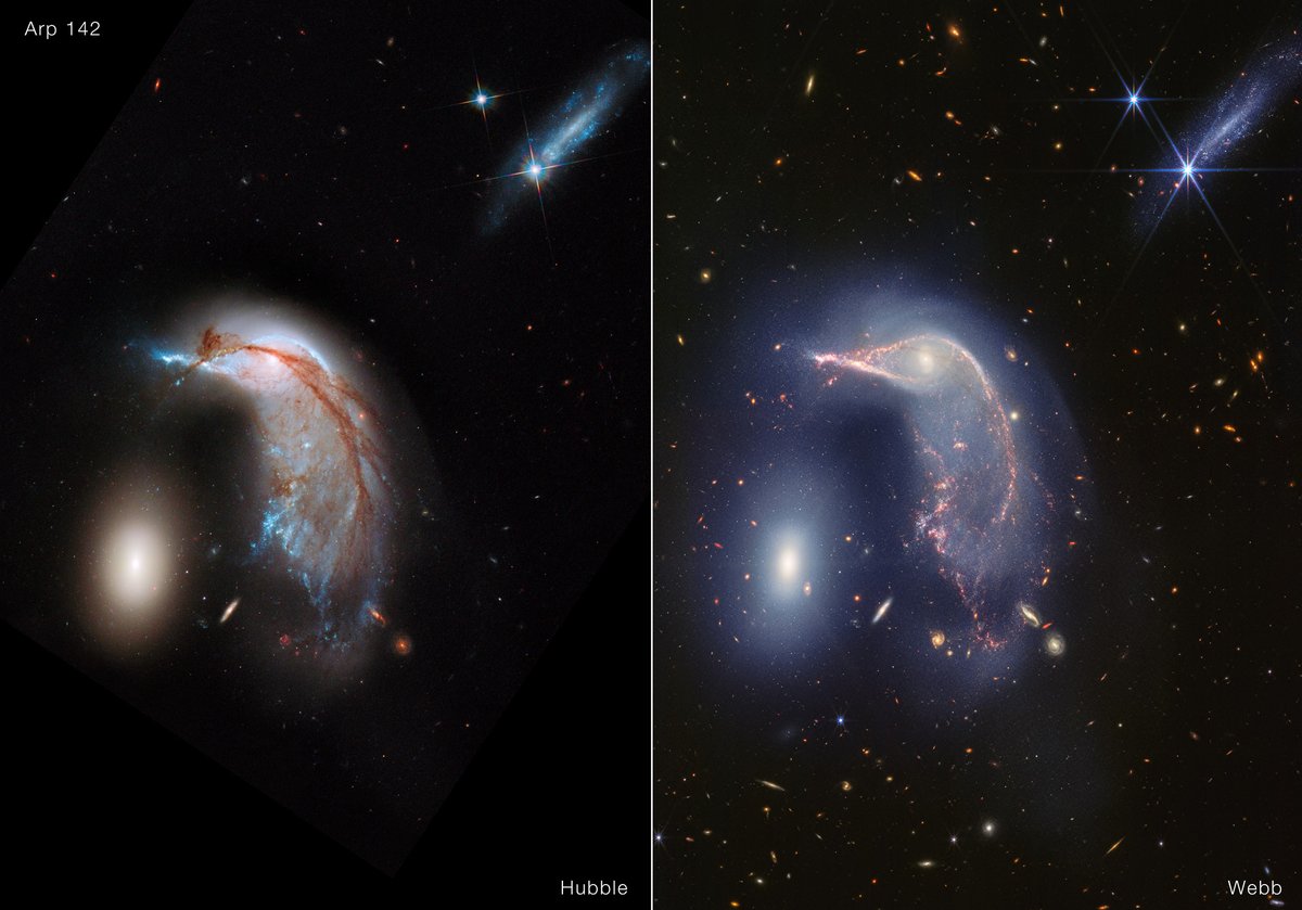 Frame is split down the middle: Hubble’s visible light image at left, and Webb’s near-infrared image at right. Both show the Egg at left and the Penguin at right. In Hubble’s view, the Penguin is highly detailed, with a bright blue beak, body, and tail that is covered in an arc of bright brown dust. The Egg, to its left, appears bright, gleaming yellowish white. At top right is another galaxy seen from the side, about as long as the Egg’s height. Dozens of galaxies and stars appear in the background. Webb’s near-infrared image shows the Penguin’s beak, head, and back in shades of pink. It’s tail-like region is more diffuse, and a mix of lighter pinks and blues. The Egg appears slightly larger in blue layers. A semi-transparent blue forms an upside down U over top of both galaxies. At top right, an edge-on galaxy has many more pinpricks of light, which are stars. Thousands of galaxies and stars appear in the background. Some galaxies are shades of orange, while others are white.