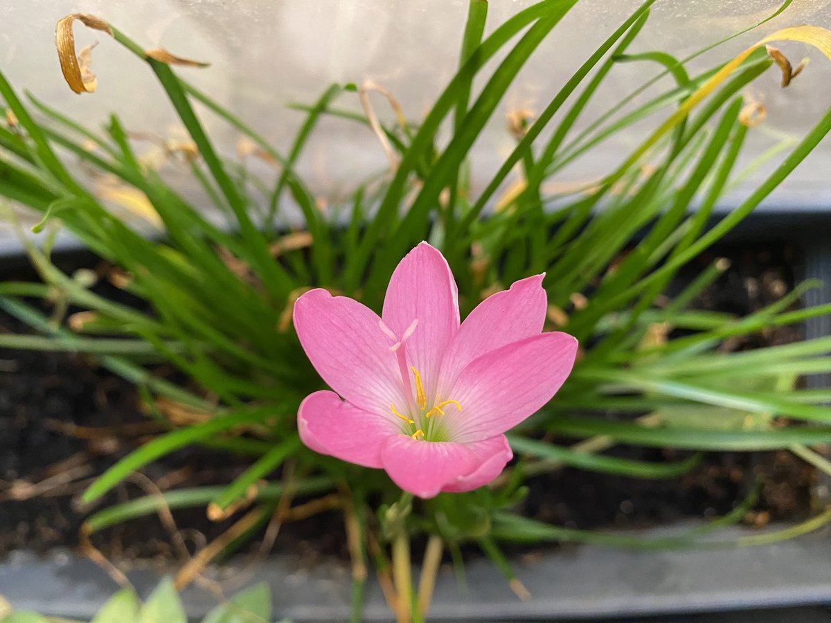 graciadolly's tweet photo. Pink rain lilies blooming indoors in the harsh Kuwaiti summer #balconygarden #garden #gardening  #Kuwait https://t.co/7Ejb8qVra1