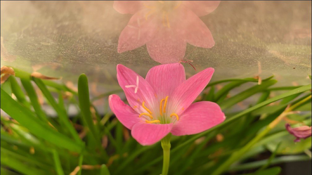 graciadolly's tweet photo. Pink rain lilies blooming indoors in the harsh Kuwaiti summer #balconygarden #garden #gardening  #Kuwait https://t.co/7Ejb8qVra1