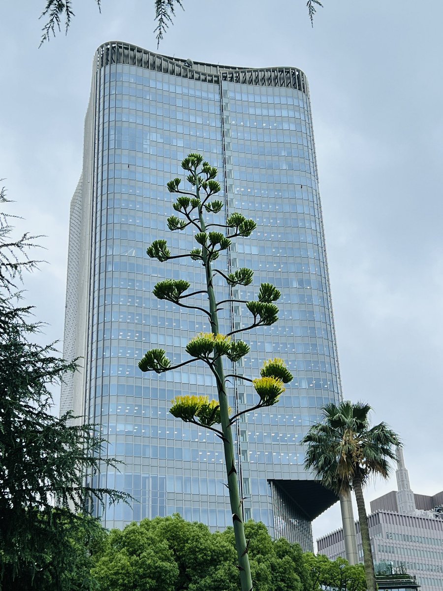 menminosabuaka tweet picture