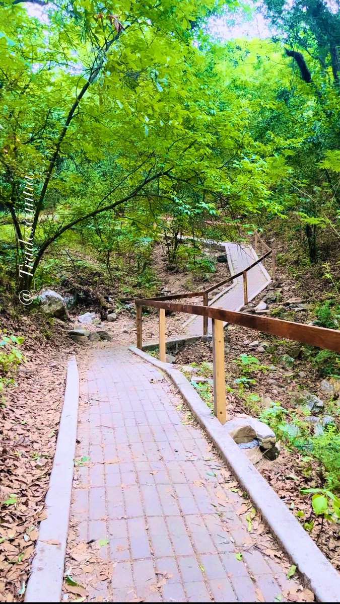 _tradescantia's tweet photo. Someday I'll find what I'm looking for or maybe I'll discover something new, just keep moving forward. #WeekendVibes #FridayMorning #hiking #nature #outdoorsfun #Paths https://t.co/y4ImZPl81n