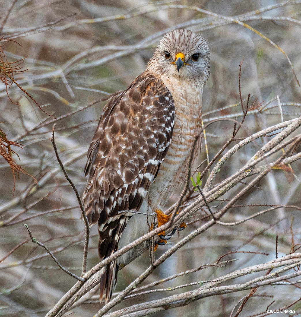 julie_l_larsen's tweet photo. #WCSWildView: Red-shouldered Raptor https://t.co/2FIE8RVZhn πͺΆ
#birdsofprey #birds @EvergladesNPS @TheWCS https://t.co/B1WpnJKHln