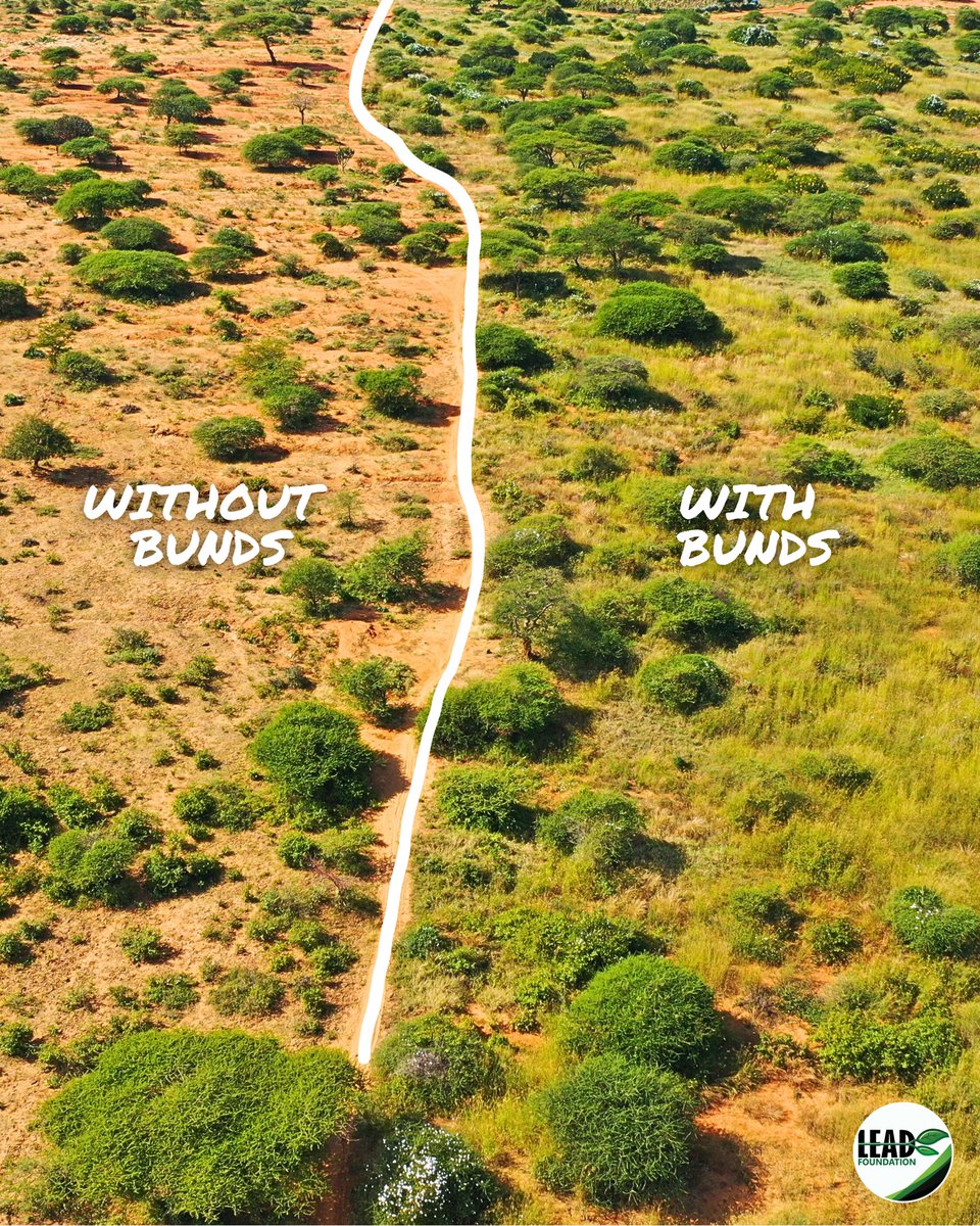 You know what is even more impressing then before and after pictures? 
Right, the difference between where we dug and where we did not dig! This picture clearly shows the enormous impact our bunds have on natural vegetation. With <a href="/justdiggit/">Justdiggit</a>