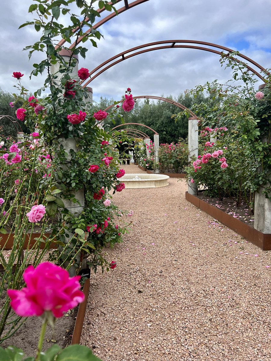 Time for this couchie to don the purple jersey.  700 roses to be pruned this weekend - tour de jardin.    See you tomorrow night for some great climbing #couchpeloton