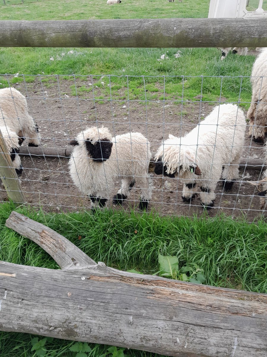 End of year trip to <a href="/AttwellFarmPark/">AttwellFarmPark</a> today. H-ewe-uge success! 🐑 
#edutwitter #bethedifference