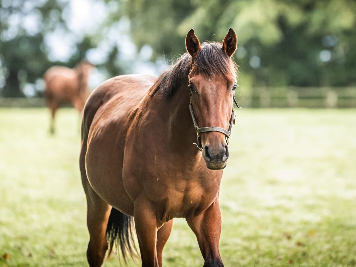 AgaKhanStuds's tweet photo. π₯ #Shamsuddin breaks his maiden by 2ΒΎ lengths @DundalkStadium! π’π΄
The 3yo son of #Siyouni is the third winner from 3 runners out of dual Gr.2 winner #Shamreen, one of whom is the Group winning and Gr.1 placed Shartash. https://t.co/ZvYgGMeiRf