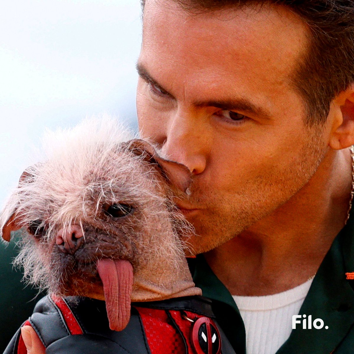 filonewsOK's tweet photo. 🐕 Peggy, quien interpreta a la mascota de #Deadool, se llevó toda la atención. La perrita, que en 2023 recibió el premio el Perro más feo de Gran Bretaña, hizo su primera aparición en la pantalla grande 💞 

🗣 "Ella es la manifestación animal de #WadeWilson", comentó Ryan Reynolds.  

💣 Recientemente, Deadline Hollywood confirmó que Patrick Stewart también estará de regreso como Charles Xavier. 

😱 ¿Qué más sorpresas nos esperan? 🕶 ¡A preparar el cosplay para el 25 de julio! 💪