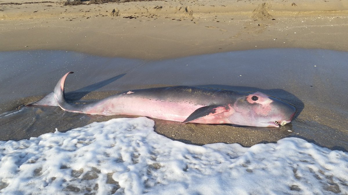 BenTalksStocks's tweet photo. @AMAZlNGNATURE If you think that’s blood, it’s not. 

That's also not a shark, it’s a Dwarf Sperm whale. The red in the water is mostly the ink that it uses as a defense mechanism when threatened by a predator. The animal chasing it is a seal. https://t.co/vWczY5B4ys