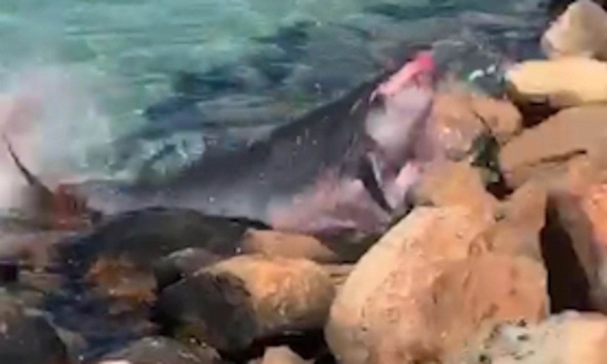 BenTalksStocks's tweet photo. @AMAZlNGNATURE If you think that’s blood, it’s not. 

That's also not a shark, it’s a Dwarf Sperm whale. The red in the water is mostly the ink that it uses as a defense mechanism when threatened by a predator. The animal chasing it is a seal. https://t.co/vWczY5B4ys