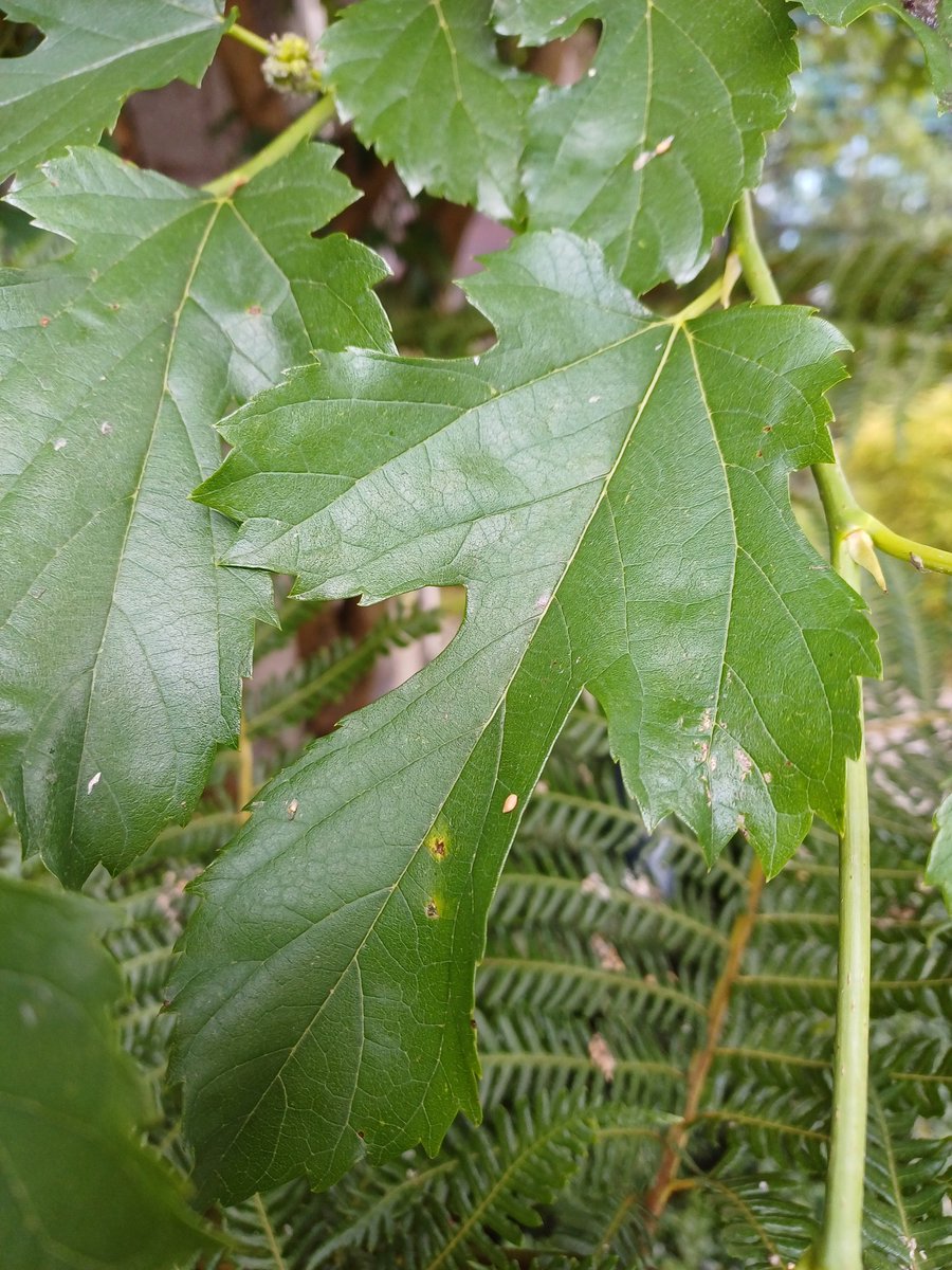 Jack Murphy tweet media