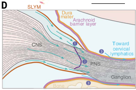 UK_headache's tweet photo. #Research article by Rasmussen et al in @ScienceMagazine on #Migraine showed that in mice cerebrospinal fluid #CSF links brain to peripheral nervous system at #trigeminal nerve. Potential signalling pathway driving headache after aura.
https://t.co/ikSyMLJeTE
#MedEd #bashhead https://t.co/LxVS8KHjbj