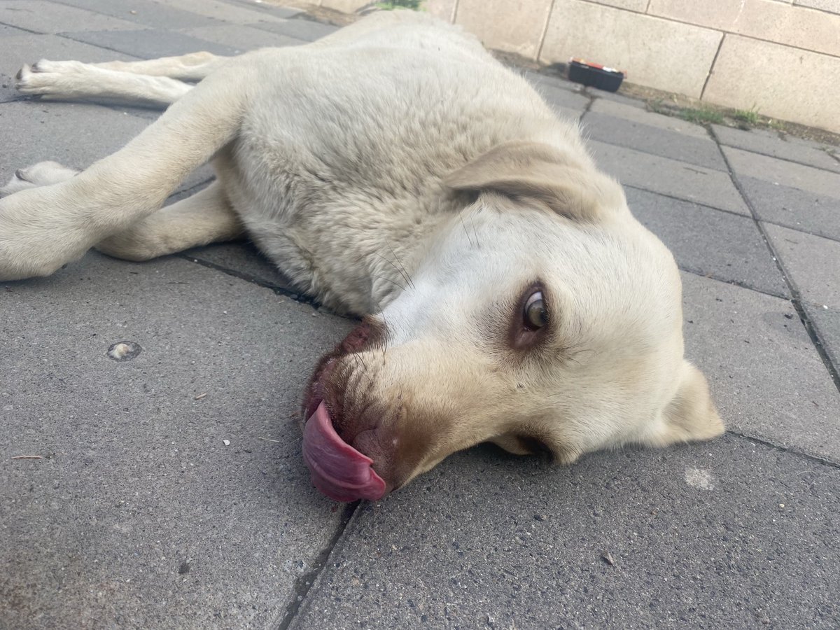 Kısırlaştır aşılat yerinde yaşat 
#Yasayıgeriçek