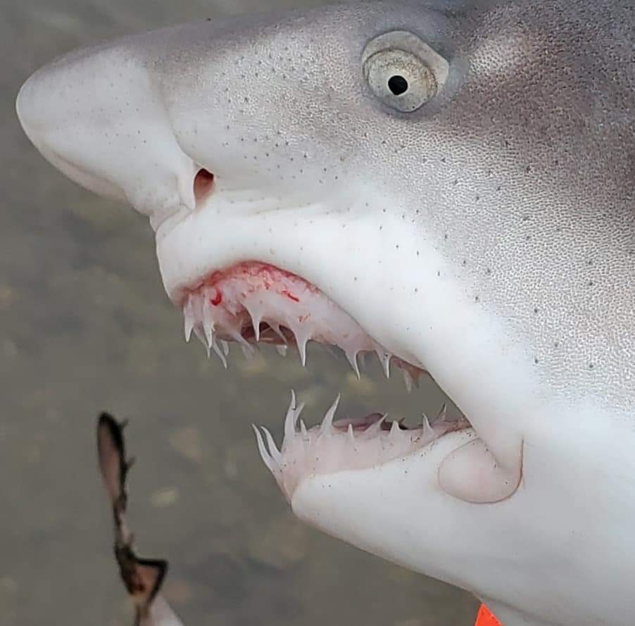 myš 🐭 tweet media