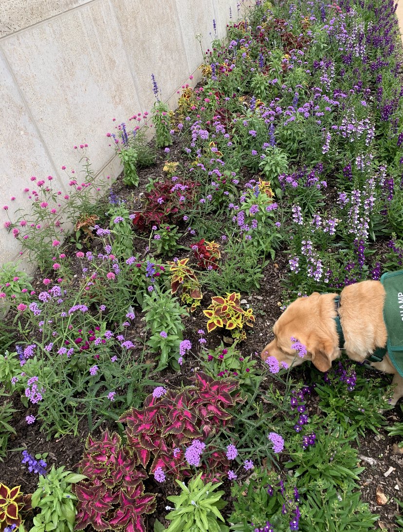 Sometimes you have to stop and smell the flowers. 🐶🌷🌸🌹🌻💐#MrBarnes