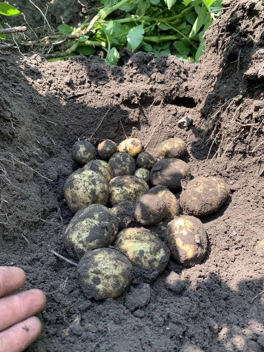 I know what’s for dinner 🥰. A taste of ⁦<a href="/PeakoftheMarket/">Peak of the Market Ltd.</a>⁩ potatoes!