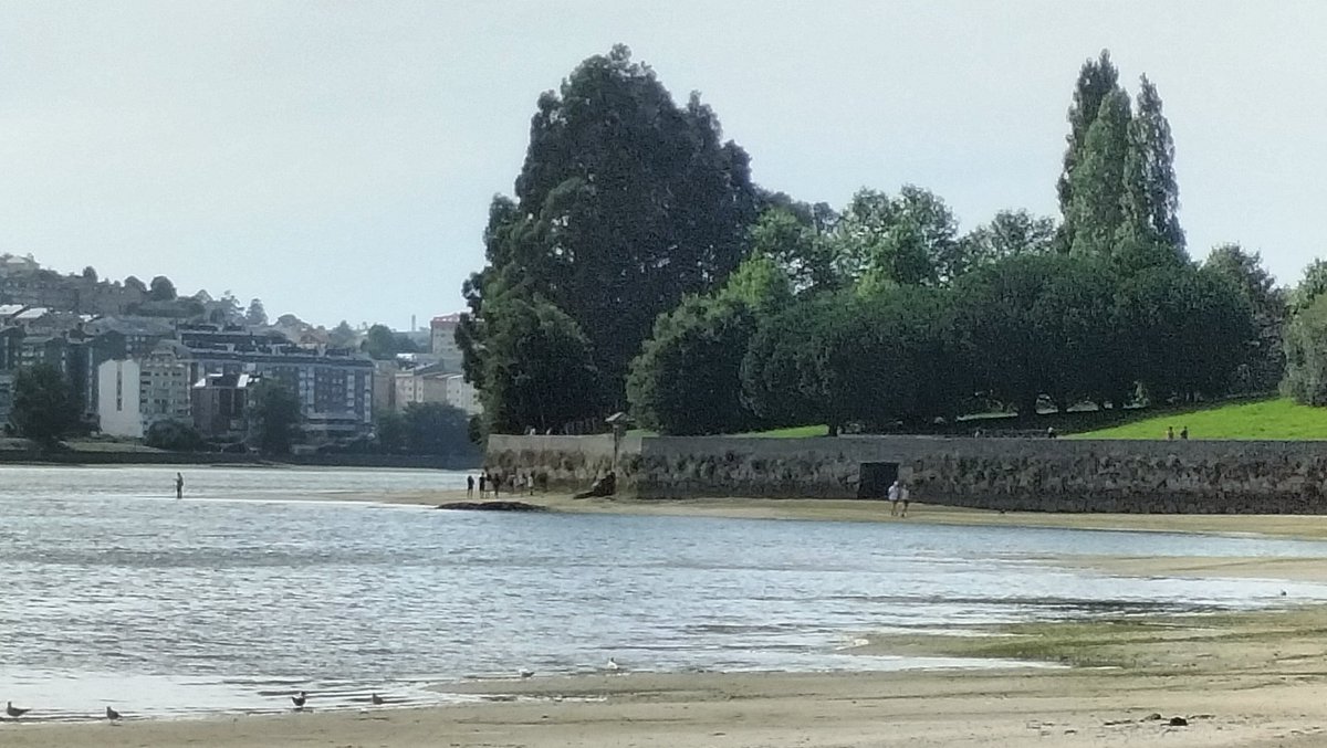 ManuelFreireEA's tweet photo. Ría: pesca e paseo con cans pola ribeira. 32 millóns de euros para isto? #RíadoBurgo #OGraxal #espazo_natural #aves #birds #gulls #gaivotas #ribeira #marismas #impacto_ambiental #cans #humidais #Rías #Cambre #Oleiros #Galiza https://t.co/fJZYBIamCs