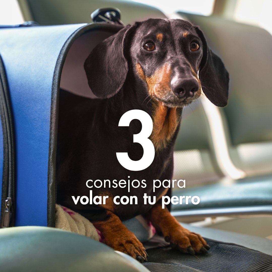 iberojetair_es's tweet image. ¡Feliz #DíaMundialDelPerro! 🐶  En Iberojet promovemos el bienestar de los animales. Descubre nuestros consejos para viajar de forma segura y cómoda, y asegúrate de que su experiencia sea tan buena como la tuya. ¿Viajas con tu perro? 
 #Perros #TipsDeViaje #Mascotas #Iberojet