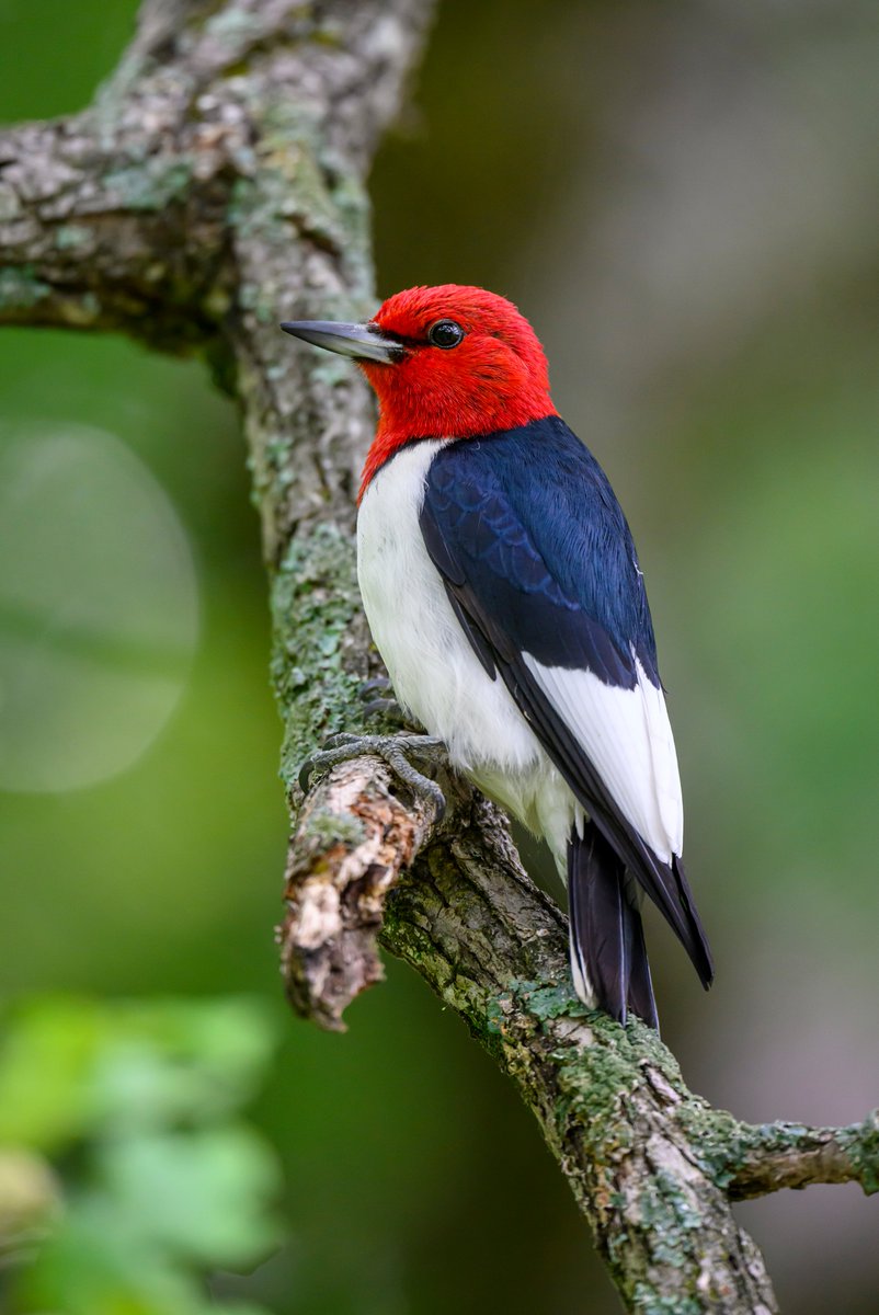 A Redheaded Woodpecker with his/her (males and females look alike) stunning coloring. I love the deep blue edging on the black feathers on his/her shoulder.