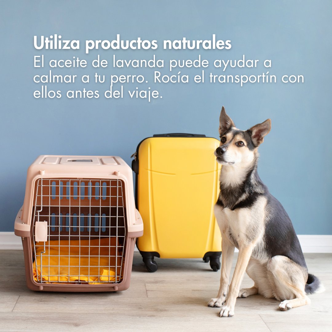 iberojetair_es's tweet image. ¡Feliz #DíaMundialDelPerro! 🐶  En Iberojet promovemos el bienestar de los animales. Descubre nuestros consejos para viajar de forma segura y cómoda, y asegúrate de que su experiencia sea tan buena como la tuya. ¿Viajas con tu perro? 
 #Perros #TipsDeViaje #Mascotas #Iberojet