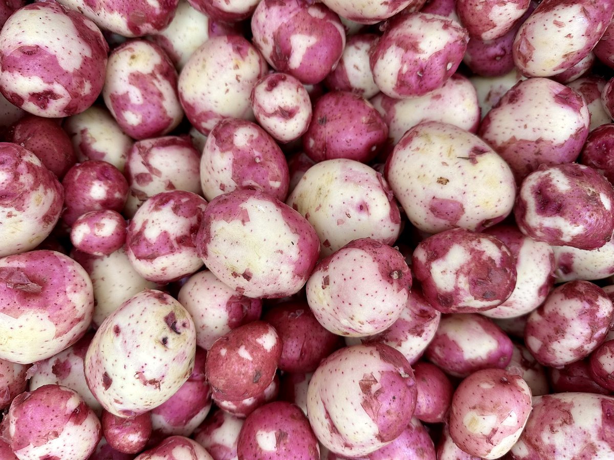 Come out for new potatoes at our farm store today or tomorrow or at the Fort Qu’Appelle market on Saturday!