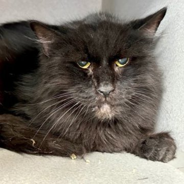 The news shall be shared everywhere
about how Panther got out of there!
NYC ACC is toxic for the old &amp; black
so ecstatic that we had his back!
New York Rescue Ranch did the deed!
so we will pay our pledges as there is a need!
PayPal: newhoperescueranch@hotmail.com 
☺️👍👏😺💞