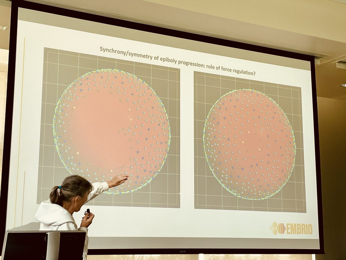 In our Thrust 3A: Multicellular to organism-wide coordination and emergence we heard from the Mullins lab and their collaborators to determine signal integration for robust and coordinated actin- and myosin-mediated morphogenesis using the zebrafish embryo model system.