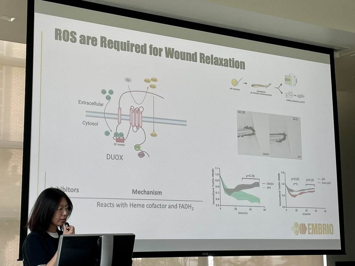 In our Thrust 3B: Multicellular to organism-wide coordination and emergence we heard from the Deng lab and their collaborators to how tissue-wide organization of epithelial sheets emerges from large-scale multicellular coordination through the study of wound sealing in zebrafish.