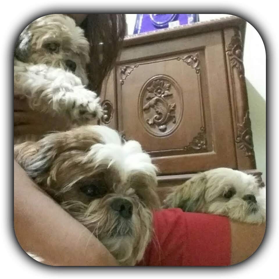 AgustinBerlin's tweet photo. My Love, My Heart &amp; My Souls ♥️♥️♥️🐶🐶🐶💫💫💫🌹🌹🌹 https://t.co/lulYb1fPQ2