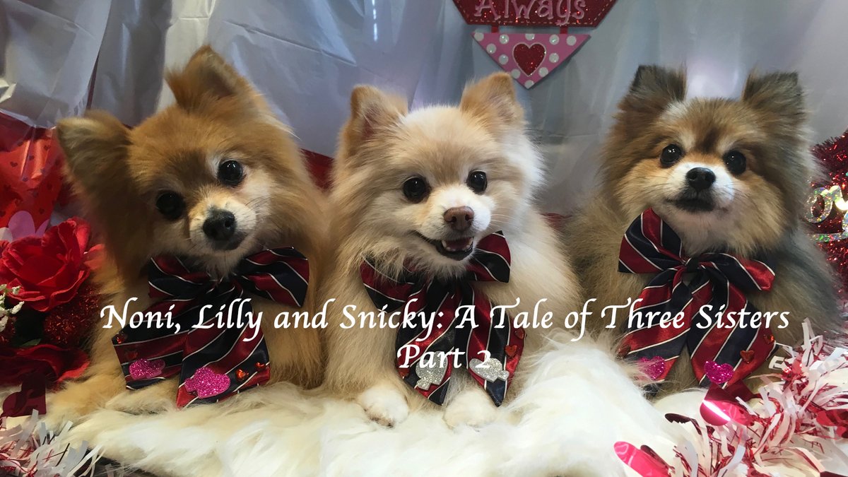 #justpomeranians #pomeranians #littlewomen #Noni #Snicky #Lilly #thethreecaballeras Here is a little teaser of the 2nd segment of my adventures with Noni, Snicky and Lilly.  You can see the full episode here: youtu.be/HasHFOVtxwM