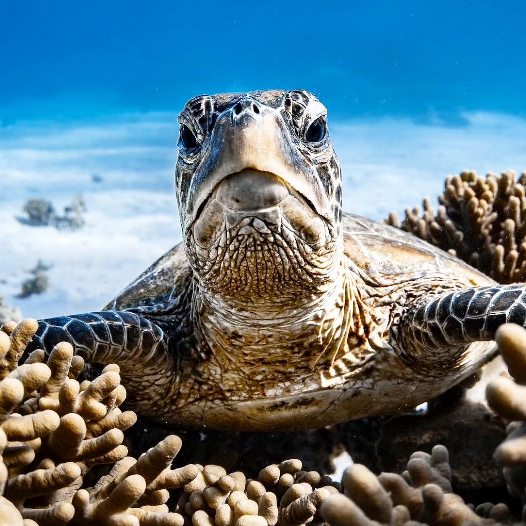 turtlebackzoo_'s tweet image. Local green sea turtle in its favourite soft coral patch. 

#turtlenecktop #turtleshell #babyturtles #turtleman
#turtleconservation #hawaii #wales #northdakota #england #delaware #scotland #mississippi#northernireland #minnesota #alcaraz #eminem #marvel #sabra