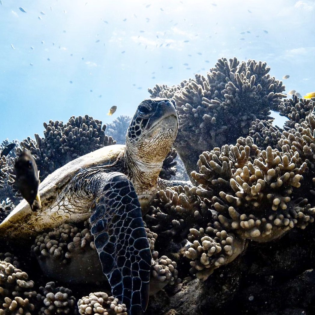 turtlebackzoo_'s tweet image. Local green sea turtle in its favourite soft coral patch. 

#turtlenecktop #turtleshell #babyturtles #turtleman
#turtleconservation #hawaii #wales #northdakota #england #delaware #scotland #mississippi#northernireland #minnesota #alcaraz #eminem #marvel #sabra