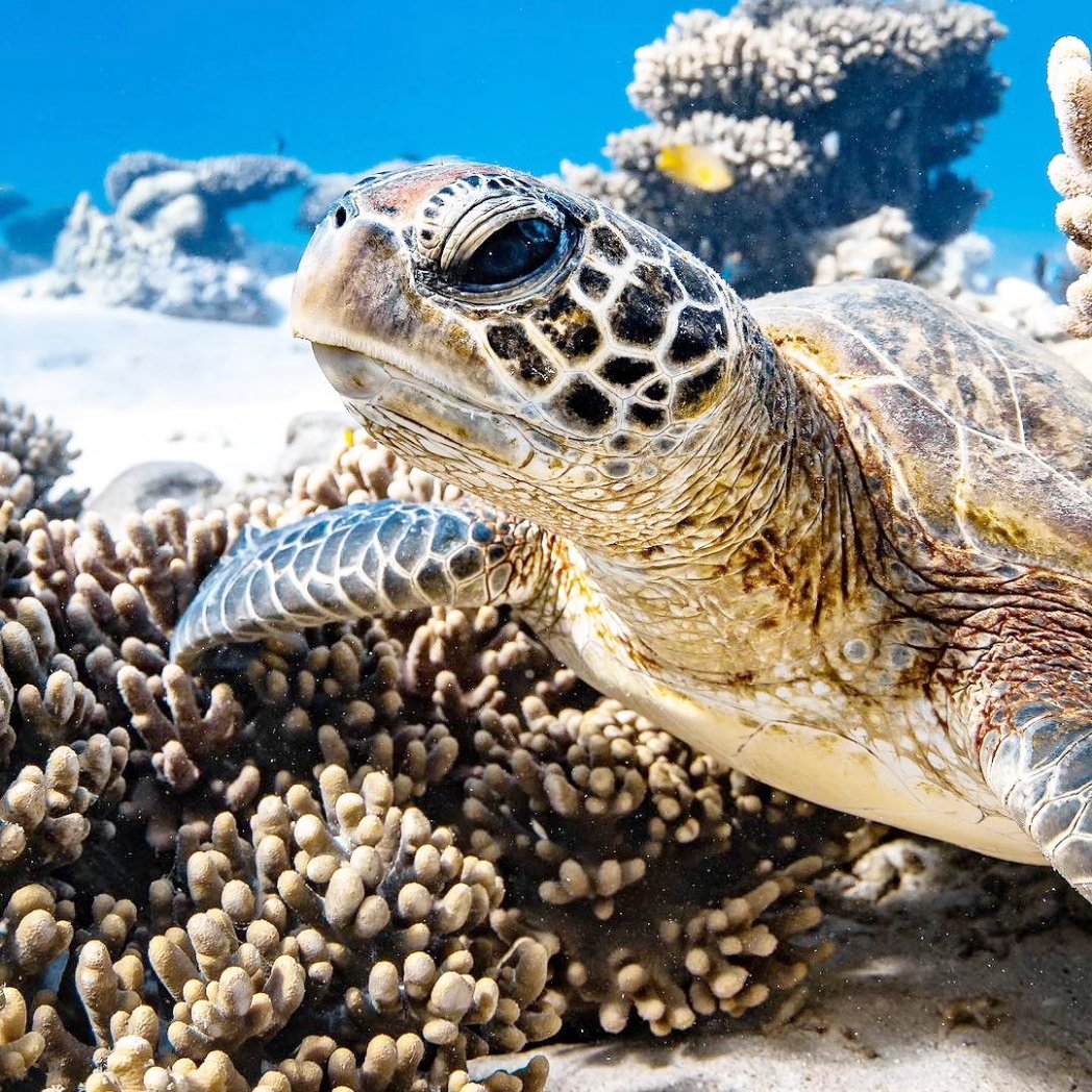 turtlebackzoo_'s tweet image. Local green sea turtle in its favourite soft coral patch. 

#turtlenecktop #turtleshell #babyturtles #turtleman
#turtleconservation #hawaii #wales #northdakota #england #delaware #scotland #mississippi#northernireland #minnesota #alcaraz #eminem #marvel #sabra