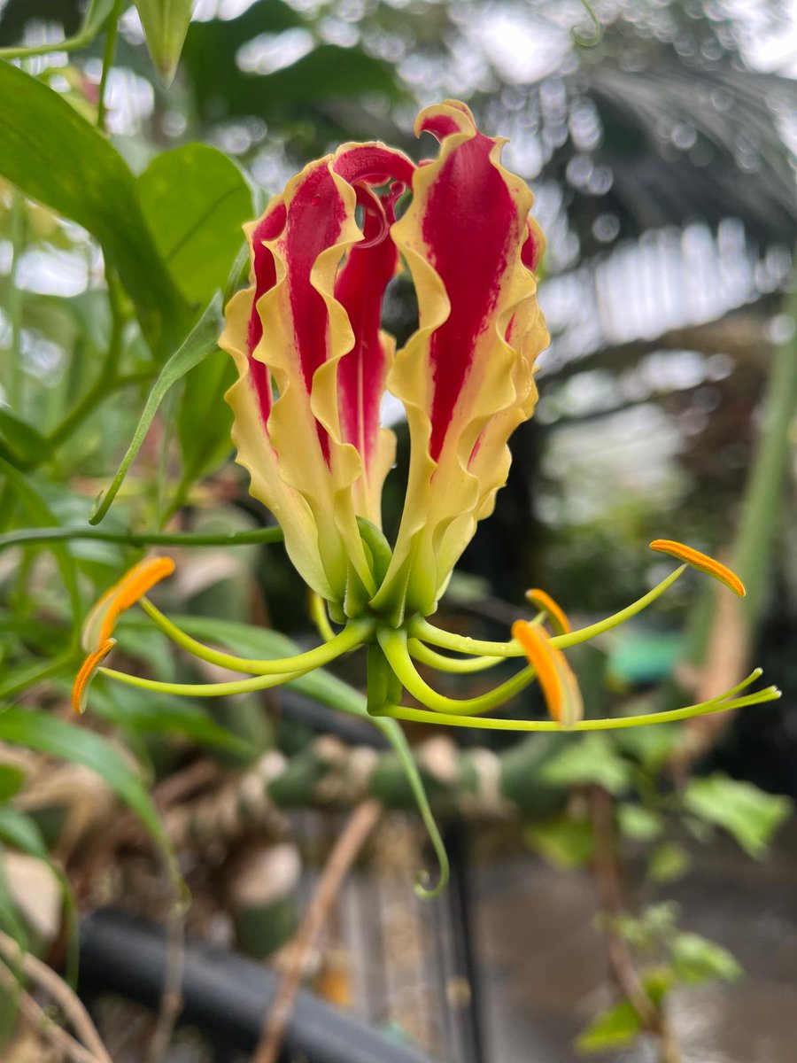 Our Gloriosa superba Rosthchildiana has just begun flowering - come along and see just how glorious it is!