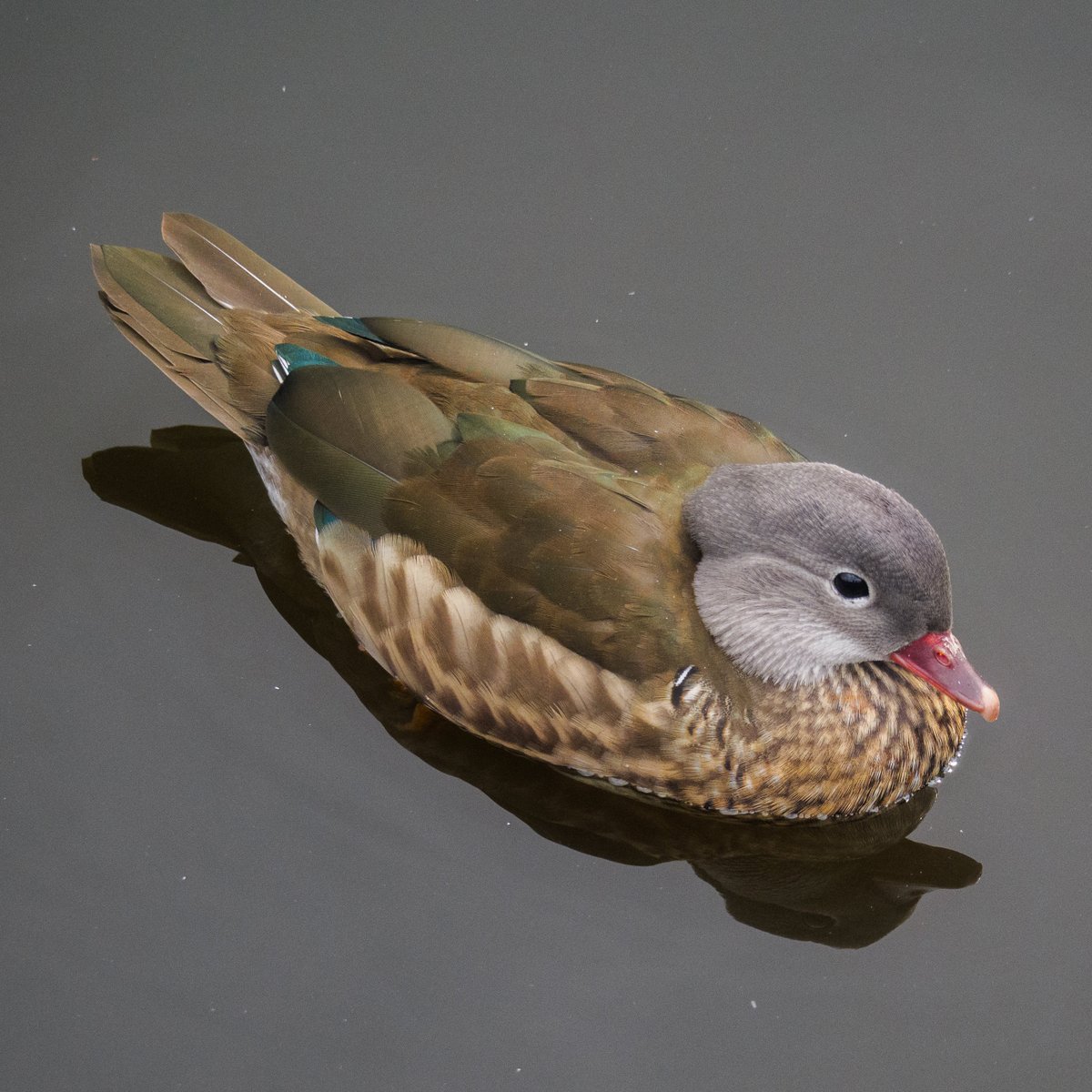 Flyin_Kakapo's tweet photo. Surprised to see this juvenile female Mandarin at #WyndleyPool in #SuttonPark totally on its own among the Greylags and Canadian Geese unless I’ve miss Identified? (Happy to be corrected) https://t.co/hErXPCAhtF