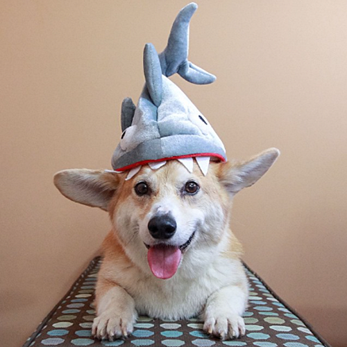 Havilah_V's tweet photo. #SharkWeekIsHere
#SharkWeek #Shark #Sharks #SharkConservation #SharkLover #Ocean #Dog #Dogs #DogsInCostumes #Corgi #WelshCorgi #SharkHat - Photo by wallythewelshcorgi https://t.co/NxRi6pIg8w